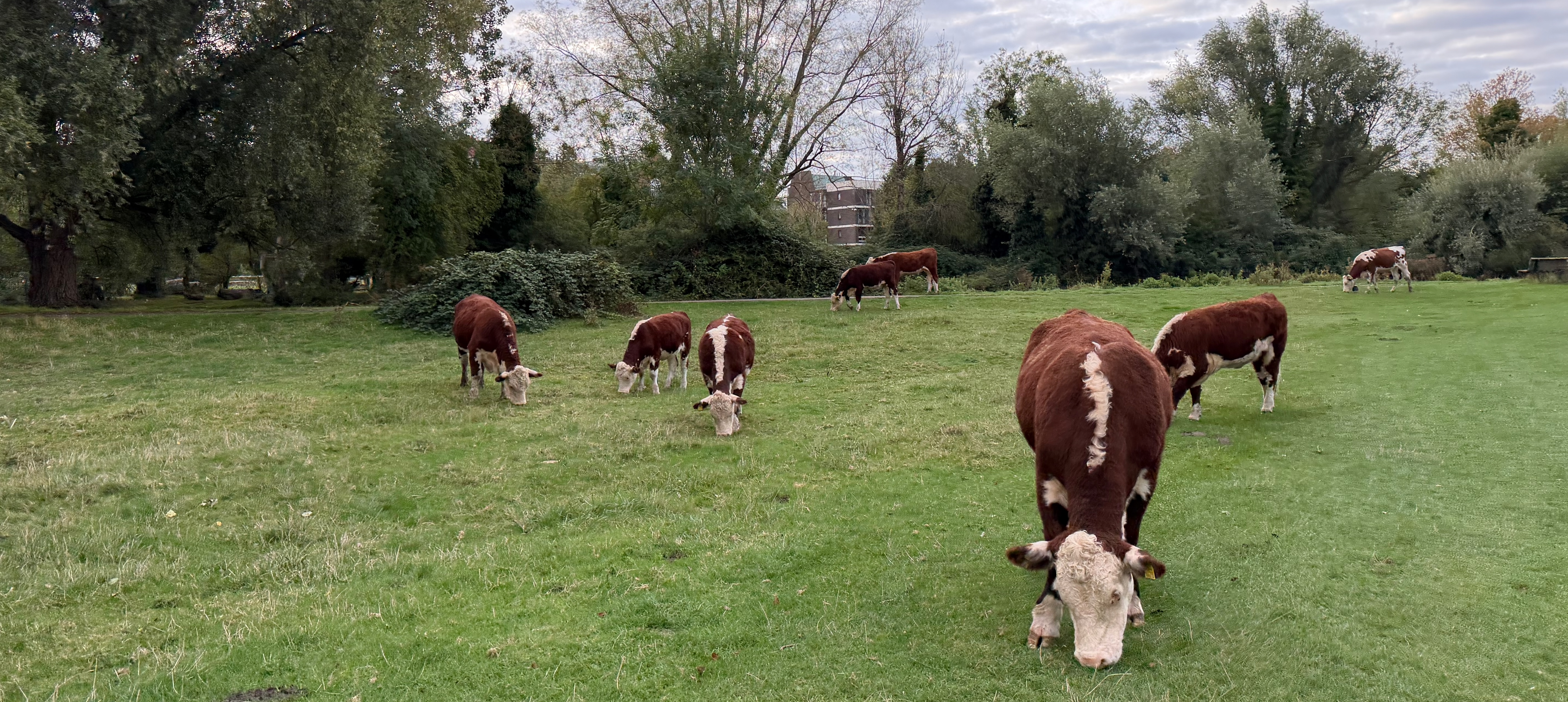 The Cambridge cows were happy to hear rumours about AI-powered lab grown meat reducing beef demand The Cambridge cows were happy to hear rumours about AI-powered lab grown meat reducing beef demand