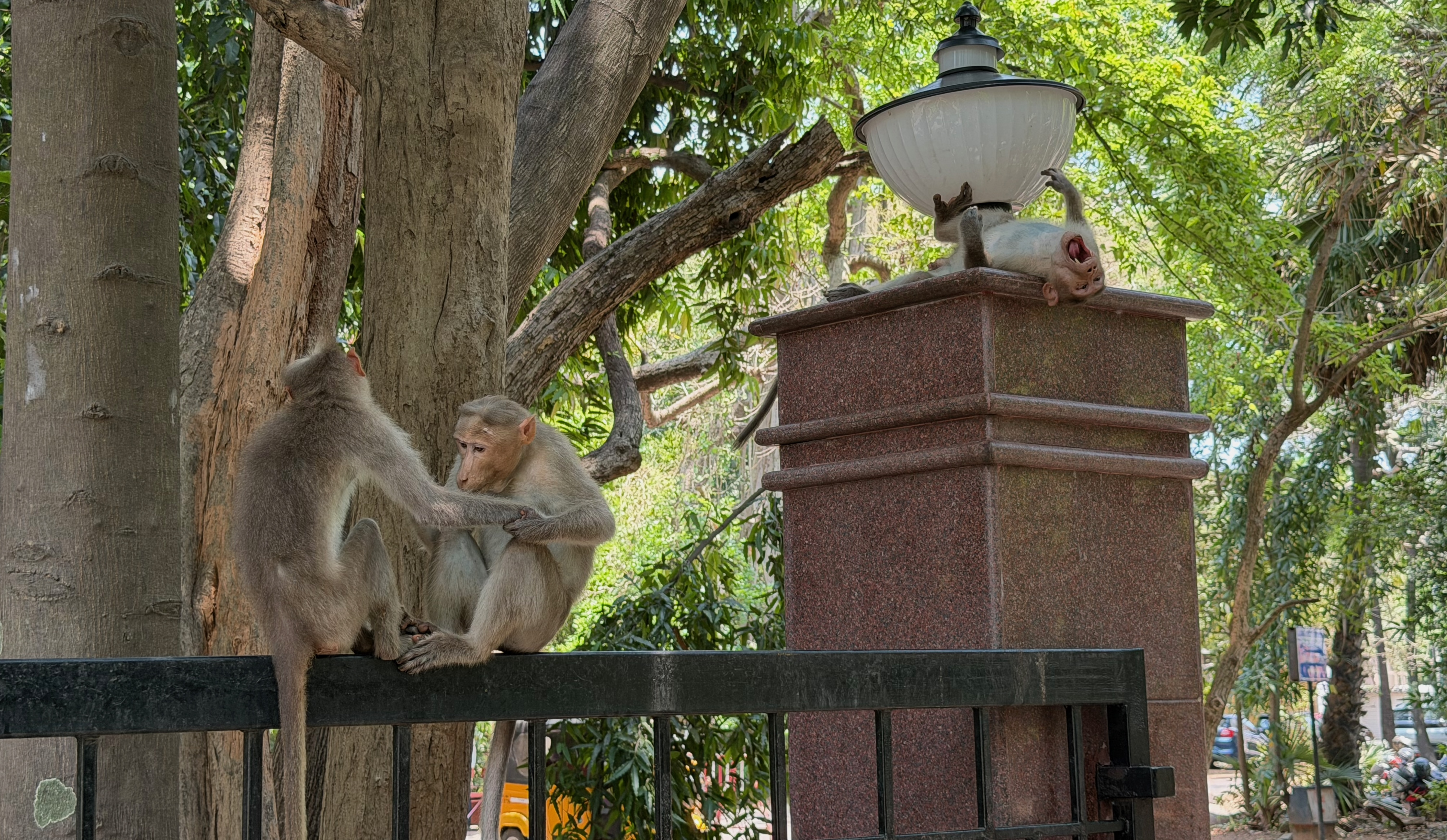 There is some monkeying around going on, but not from the students who were all working very hard! %rc