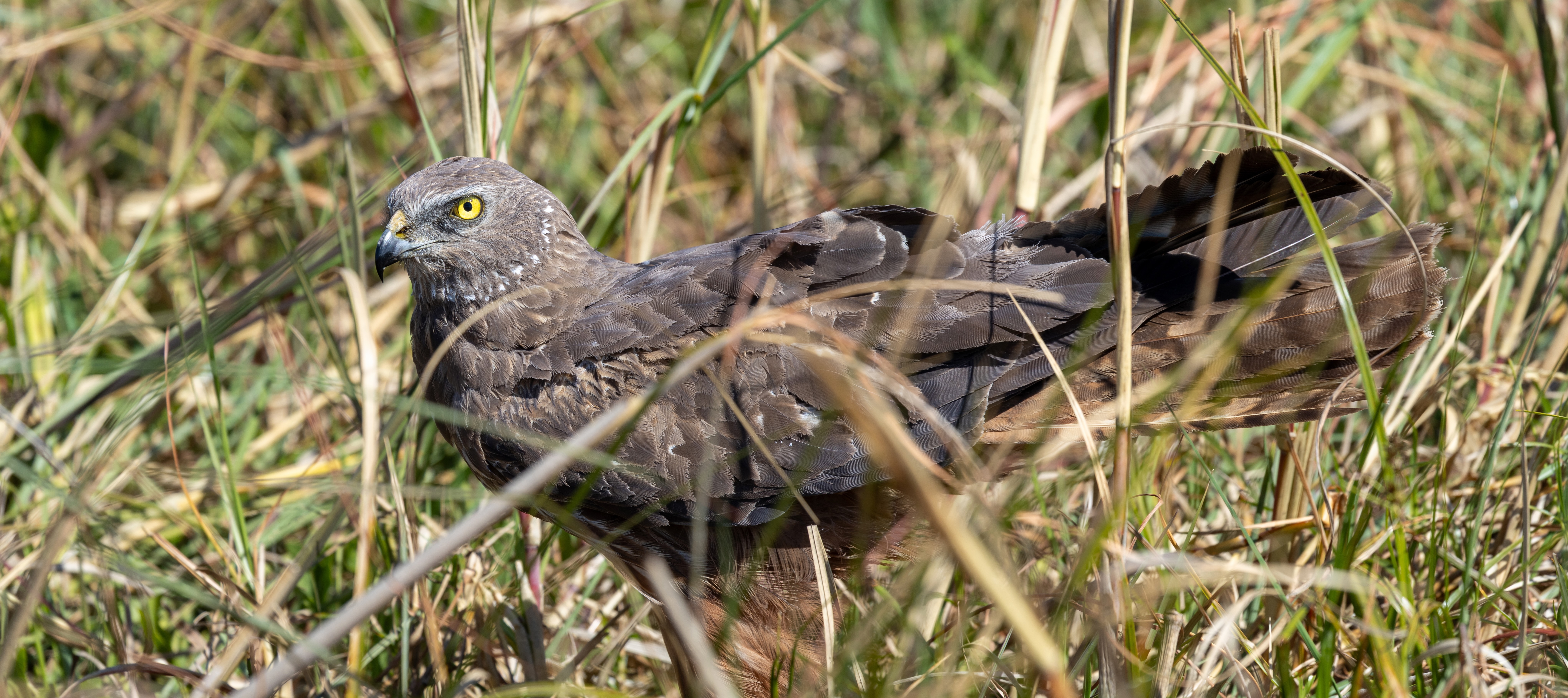 This harrier's piercing gaze would find us anywhere