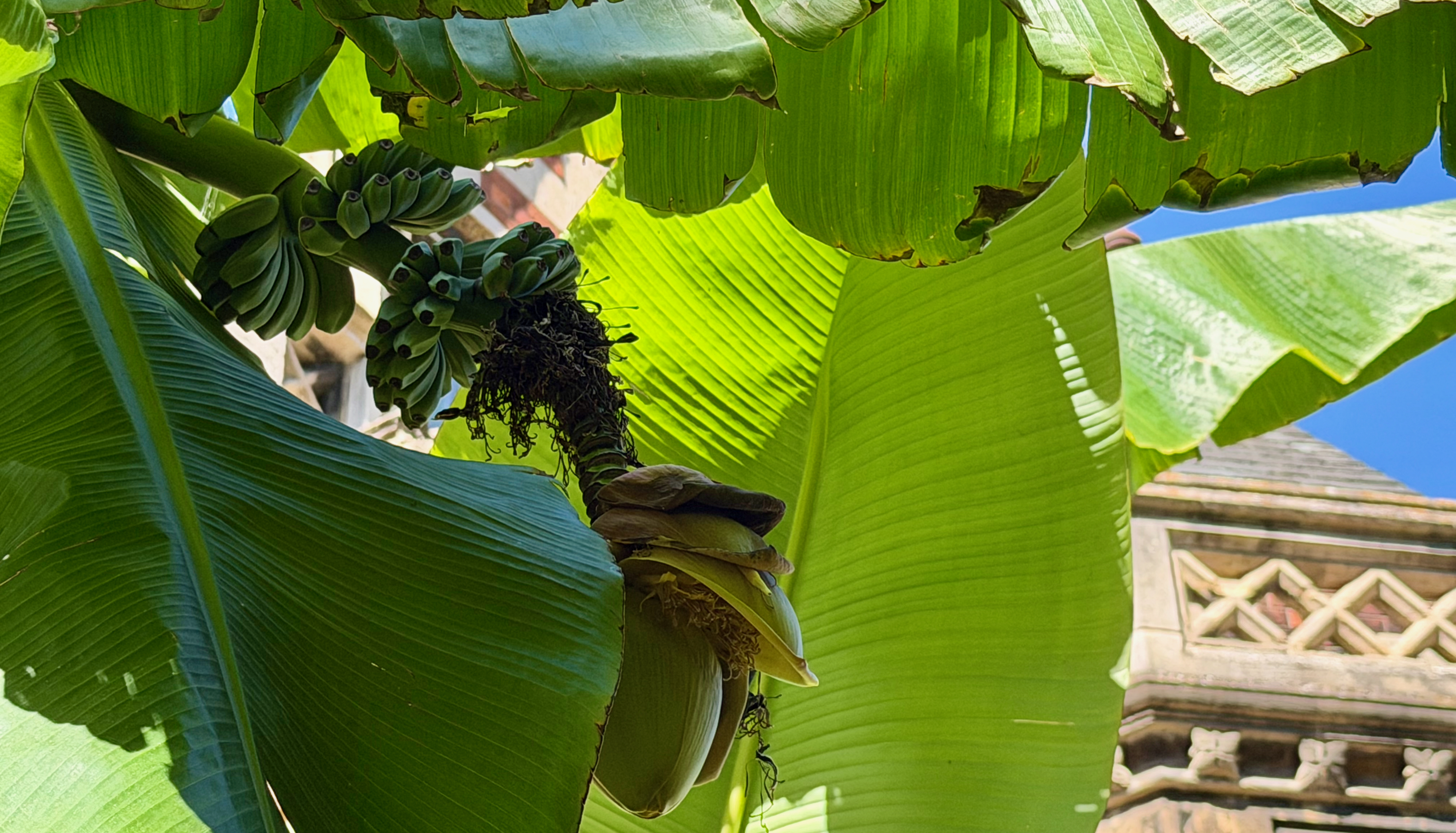 Climate change is going bananas in the UK