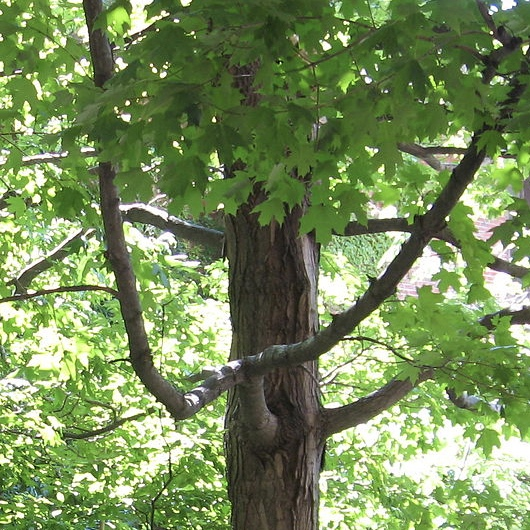 Trusted Carbon Credits Trusted Carbon Credits