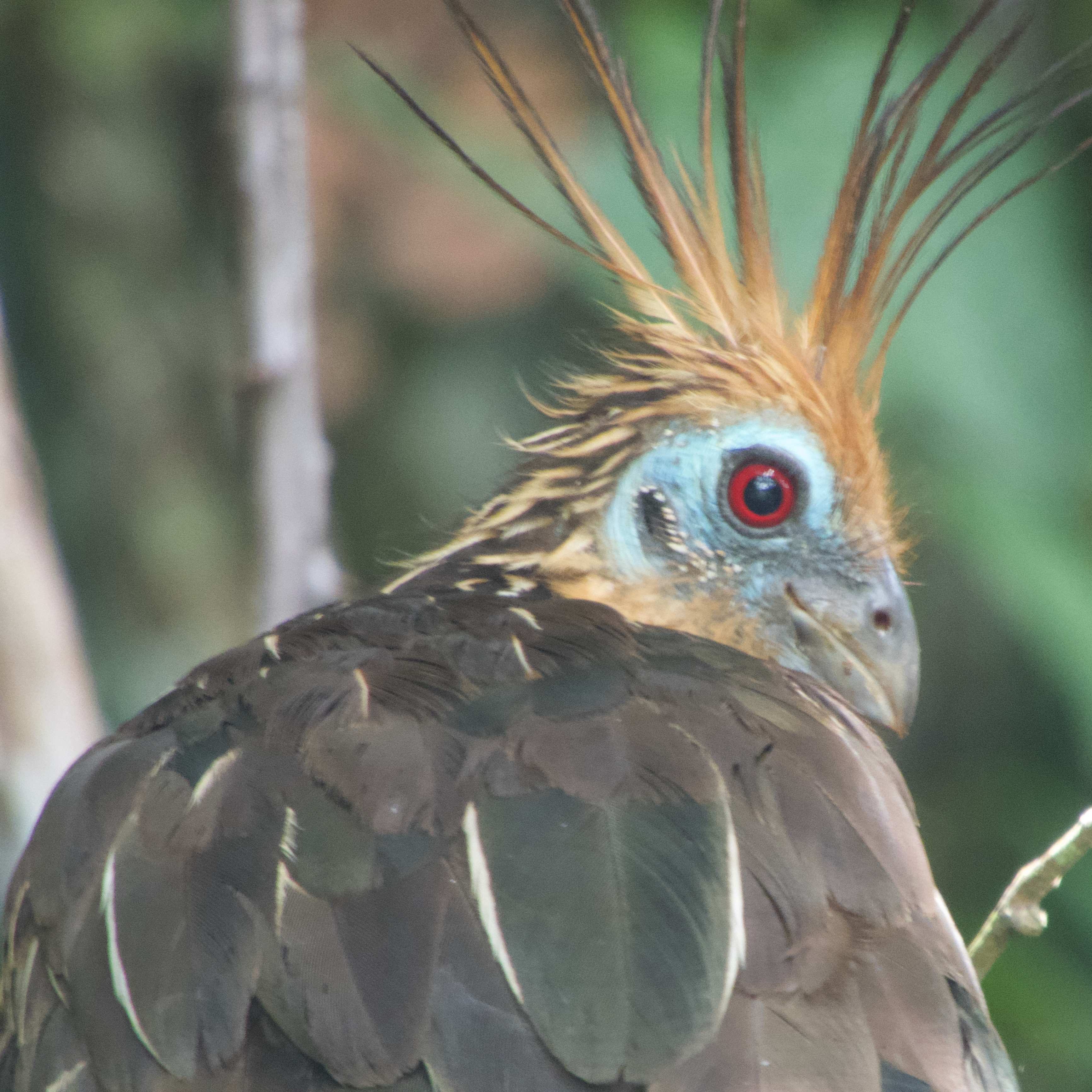 Mapping LIFE on Earth Mapping LIFE on Earth