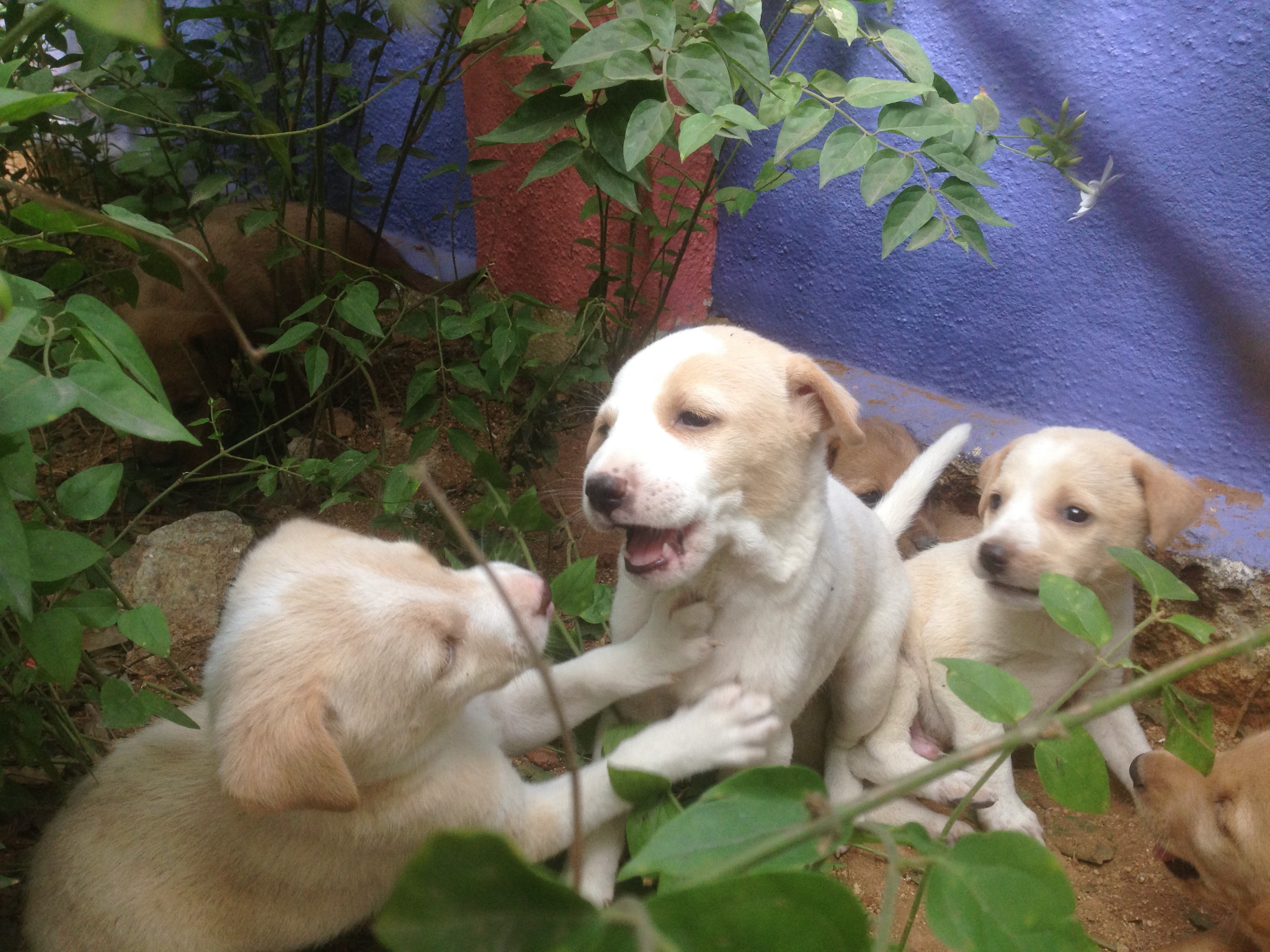 I actually got quite distracted while trying to beta test GreenLens in India as I ran across these adorable stray street puppies, which seems important to post